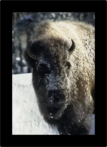 Bison - Covered in Early Morning Frost - Yellowstone National Park - Wyoming - USA MA000487