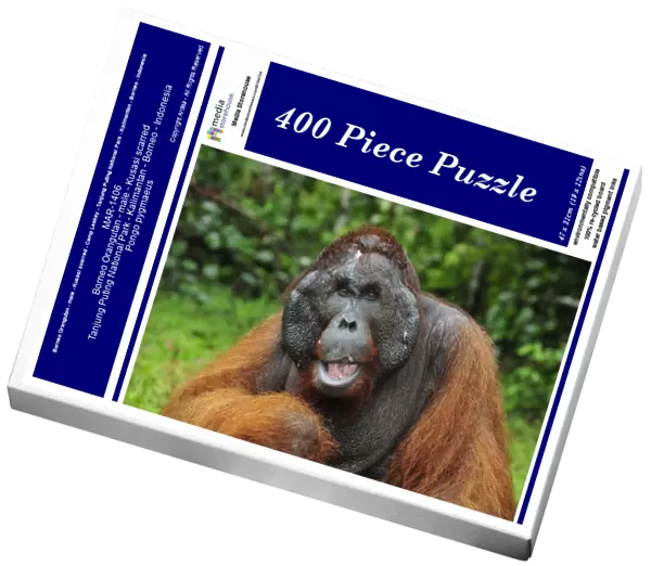 Borneo Orangutan - male - Kusasi scarred - Camp Leakey - Tanjung Puting National Park - Kalimantan - Borneo - Indonesia