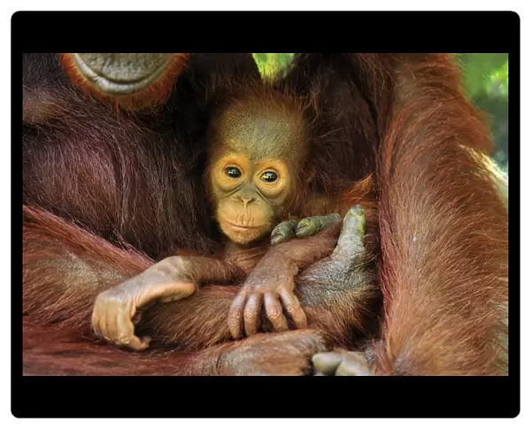 Borneo Orangutan - female holding her baby - Camp Leakey - Tanjung Puting National Park - Kalimantan - Borneo - Indonesia
