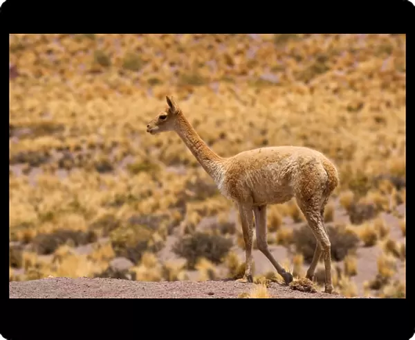 Vicuna  /  Vicugna - adult strolling through grassy desert - Atacama Desert near El Tatio Geysers - Chile - South America