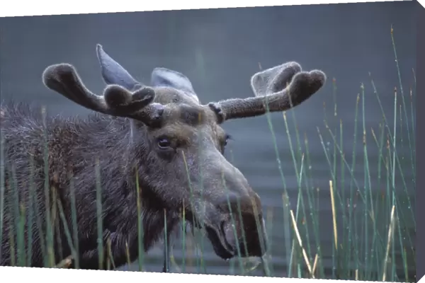Moose - bull with velvet antlers - Yellowstone National Park, Montana