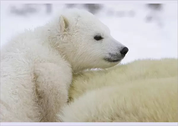 Polar Bear - 3-4 month old cub cuddling against mother's body while mother is anesthetized by polar bear biologists - Wapusk National Park - Canada