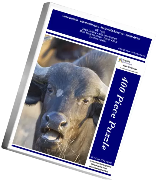Cape Buffalo - with mouth open - Mala Mala Reserve - South Africa