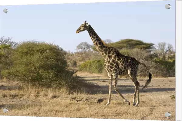 Southern Giraffe - Mala Mala Reserve - South Africa