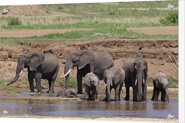 African Bush  /  African Savanna Elephant - herd drinking water - Tarangire NP - Tanzania