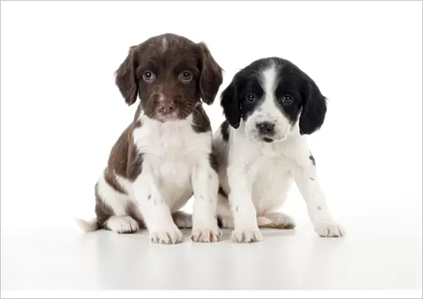 DOG - Springer Spaniel puppies sitting together