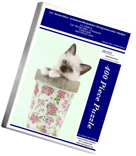 Cat - Birman kitten - in flowerpot Manipulation: Background colour changed