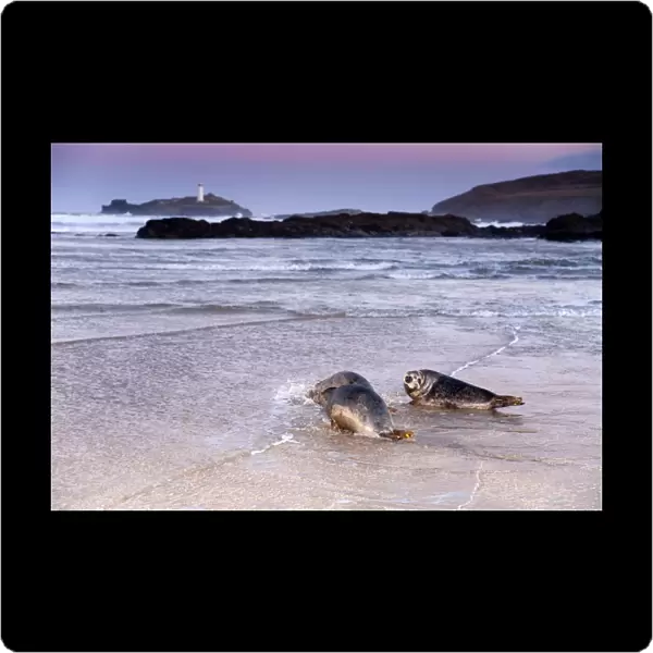 Seals - on beach released by Seal Sanctuary - Godrevy, Cornwall, UK