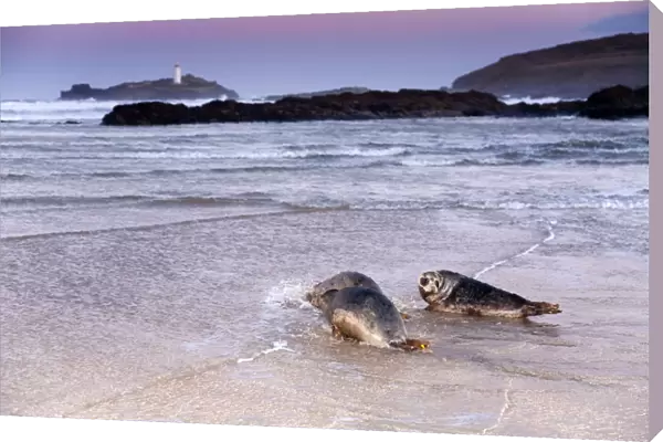 Seals - on beach released by Seal Sanctuary - Godrevy, Cornwall, UK