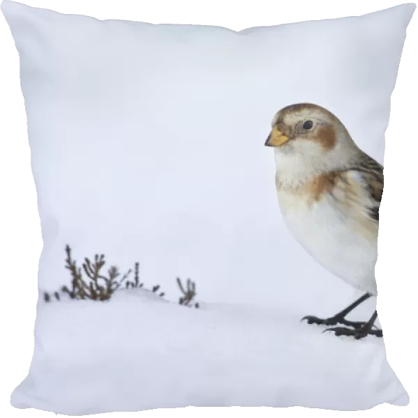 Snow Bunting - standing on snow looking for seeds in wintery conditions - Scotland