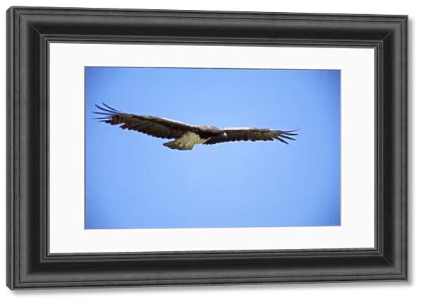 Martial Eagle - in flight