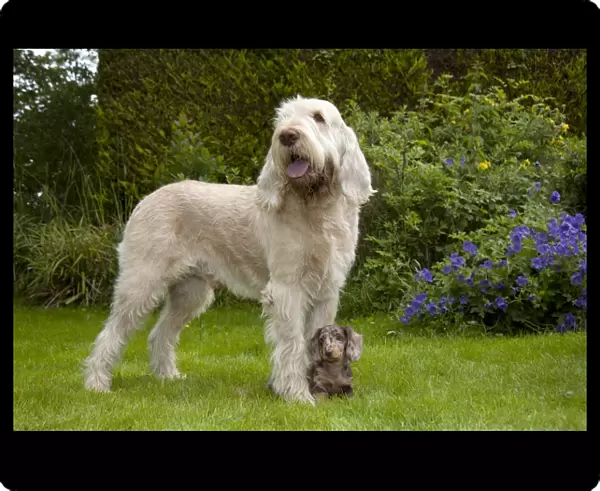 DOG - Spinone with Miniature Short Haired Dachshund - puppy (7 weeks) betweens its paws