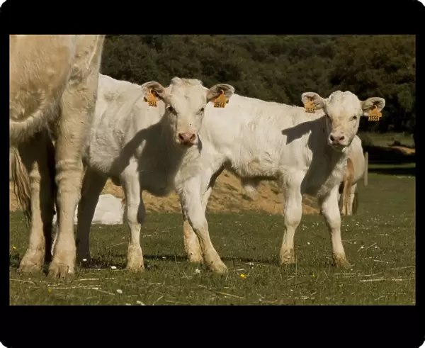 Cattle - Charolais calves