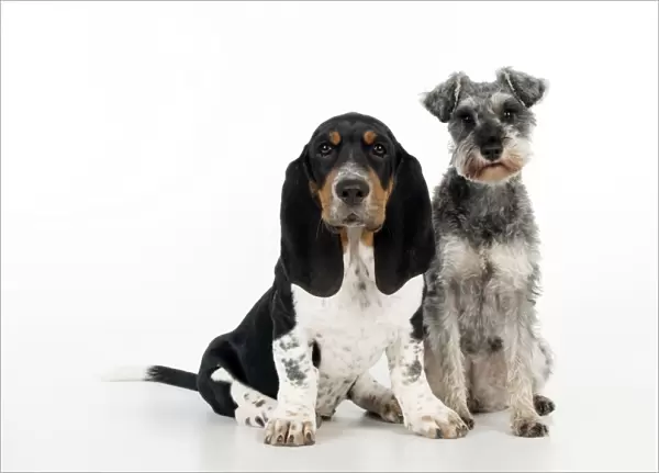 DOG - Basset hound puppy and miniature schnauzer (clipped) sitting together