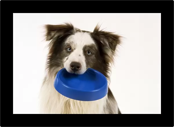 Border Collie Dog - holding a bowl in it's mouth