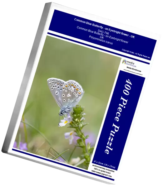Common Blue Butterfly - on Eyebright flower - UK