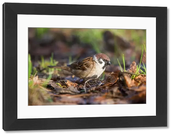 Tree Sparrow - UK
