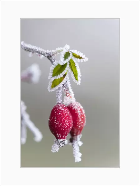 Frost on a rose hip - winter - UK