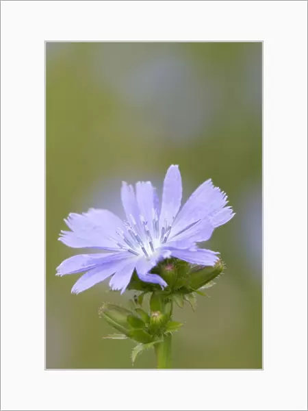 Chicory Flower - Cornwall - UK