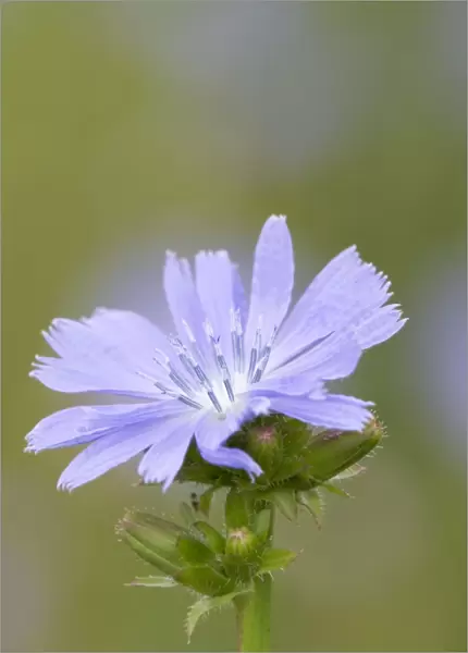 Chicory Flower - Cornwall - UK