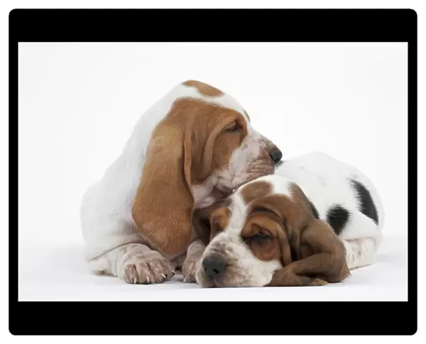 Dog - Basset Hound - two puppies lying down together