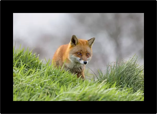 Red Fox - UK
