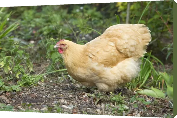 Orpington Buff Domestic chicken breed Essex, UK BI021195