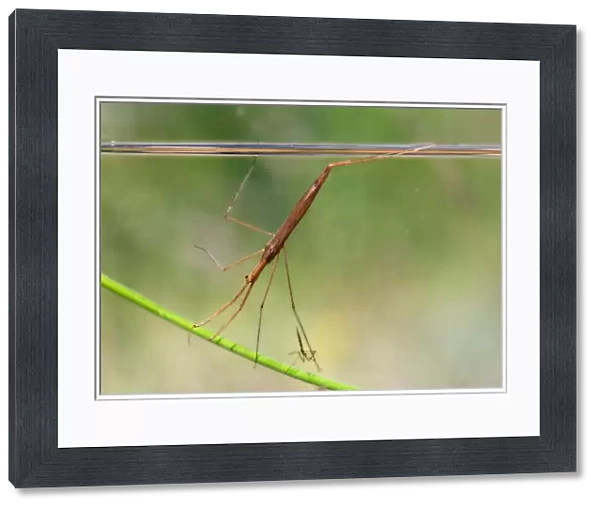 Water Stick Insect - UK