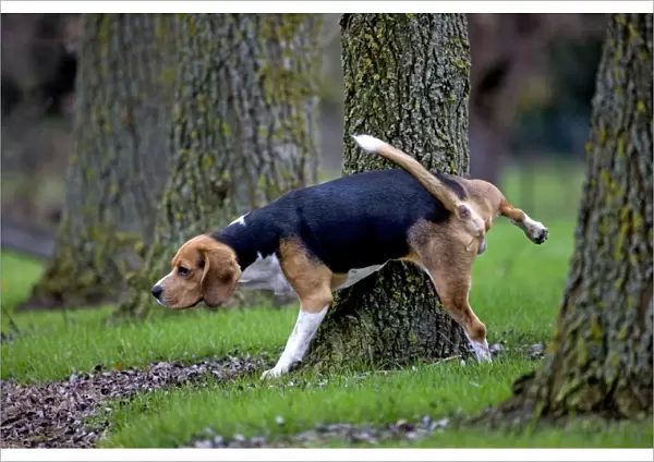 Dog - Beagle dog - urinating