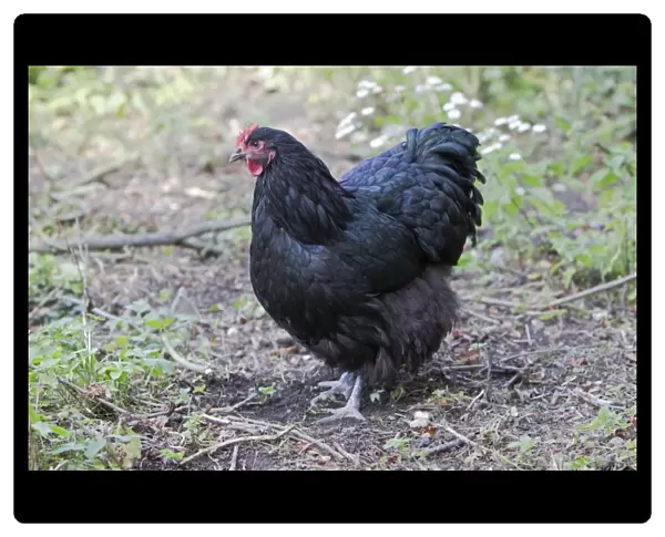 Orpington Black Domestic chicken breed Essex, UK BI021190