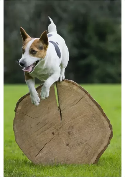 Dog - Jack Russell jumping over cut tree trunk
