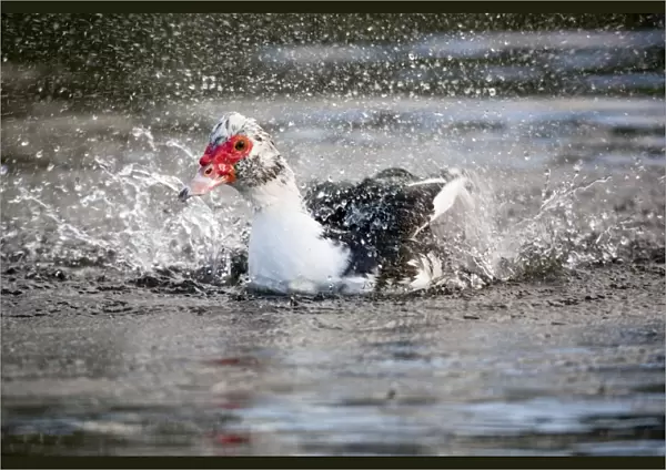 Muscovy Duck - bathing - UK