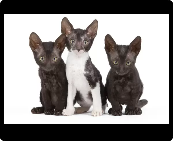 Cat - Cornish Rex - kittens