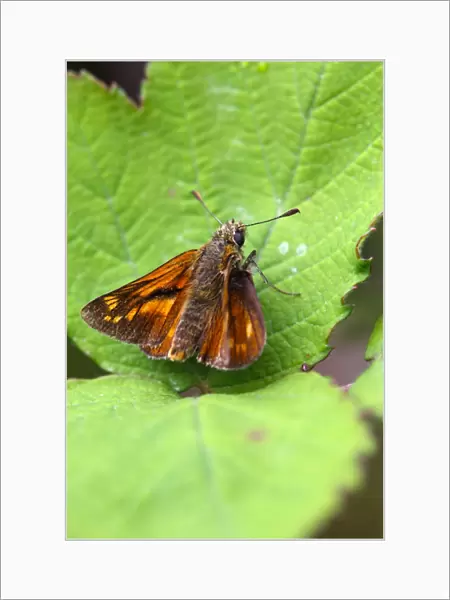 Large Skipper Butterfly - Cornwall - UK