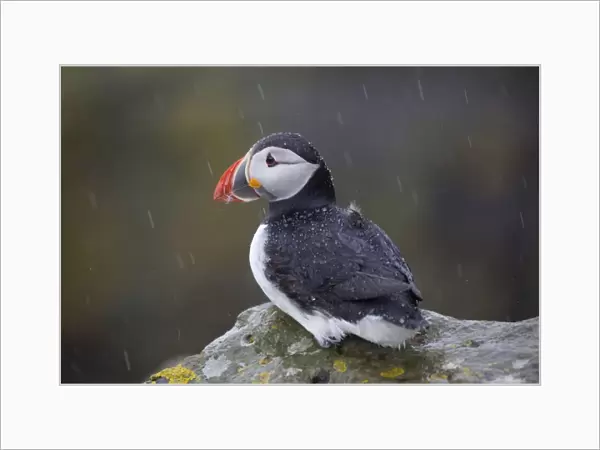 Puffin - in the rain - Scotland - UK