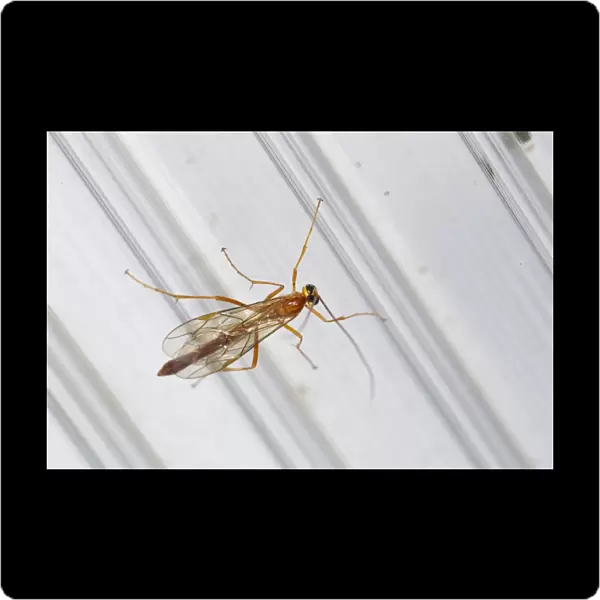 Ichneumon Wasp - UK