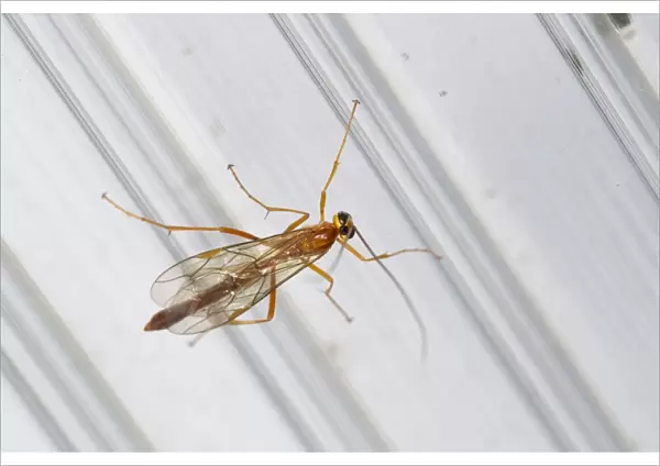 Ichneumon Wasp - UK