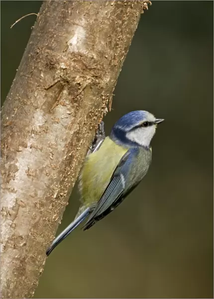 Blue Tit - on tree - Cornwall - UK