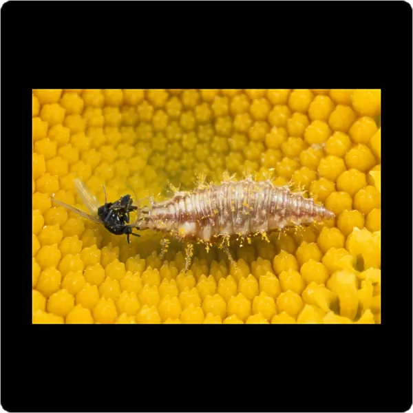 Lacewing Larva - feeding on fly prey - UK