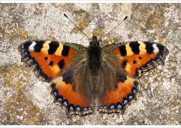 Small Tortoiseshell Butterfly - asymmetrical wings - UK