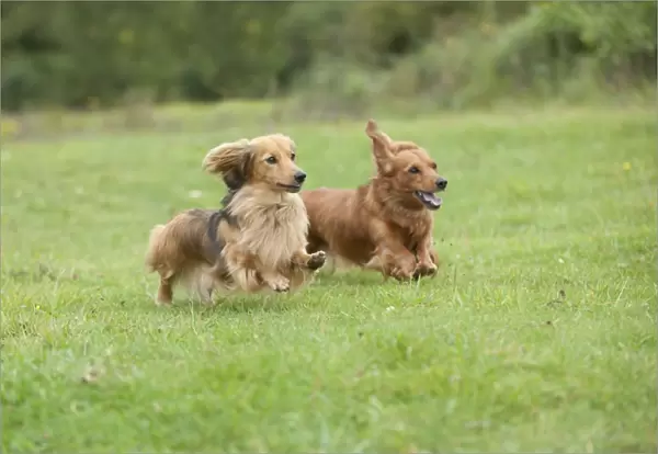 DOG - Miniature long haired dachshunds running through field