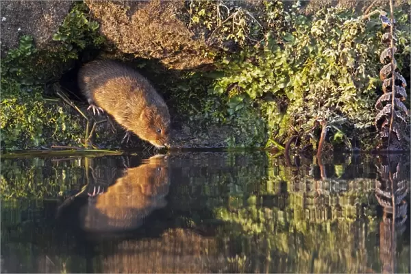 European  /  Northern Water Vole - along canal bank with reflection in early morning light - Cromford - Derbyshire - England