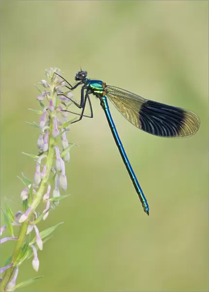 Banded Demoiselle - damselfly resting on willowherb - Cannock Chase - Staffordshire - England