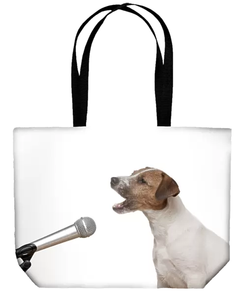 DOG - Parson jack russell terrier singing into microphone
