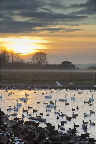 Swans - with ducks and geese - Martin Mere Wildfowl and Wetlands Trust, Lancashire, UK