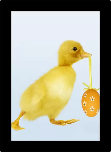 Duckling - carrying easter egg Digital Manipulation: added colour background - Egg Su