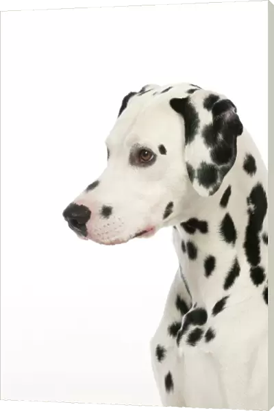 DOG - Dalmatian (head shot)