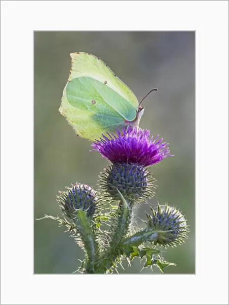 Brimstone Butterfly - perched on thistle and being backlit by early morning sunshine - Cannock Chase - Staffordshire - England