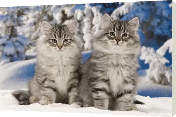 Cat - Siberian Cats - in snow