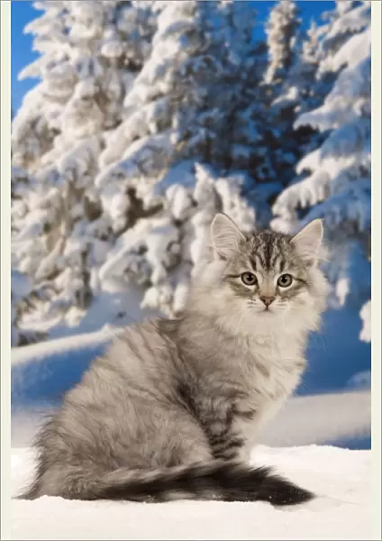 Cat - Siberian Cat - in snow